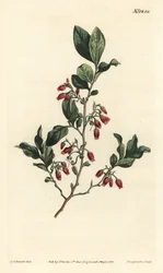 Black huckleberry, Gaylussacia baccata