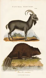 Blue Goat and Beaver