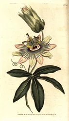 Blue Passiflora - Common passionflower, Passiflora caerulea.