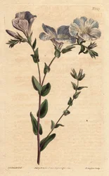 Blue and white flax with pale blue flowers. A native of Europe. Linum ascyrifolium.
