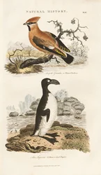 Bohemian Waxwing and Great Auk