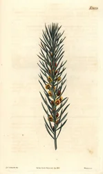 Branch with needles, of a shrub Daviesia Aicularis, native to Australia. Illustration by Sydenham Edwards, engraving by Weddell. The Curtis Botanical Magazine