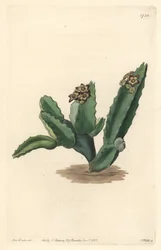 Cactus Caralluma, native of Sicily - Strong water by S. Watts from an illustration by Sarah Anne Drake, from the Botanical Register