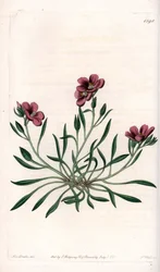 Calandrinia Variete