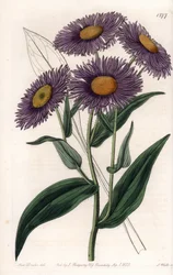 California Erigeron