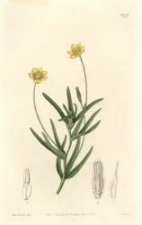 California Platystemon