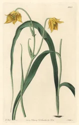 Calochorte with Pale Yellow Flowers