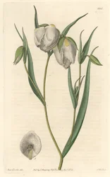 Calochorte with White Flowers