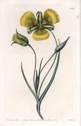 Calochortus with Large Yellow Flowers. Handcoloured copperplate engraving from Sydenham Edwards