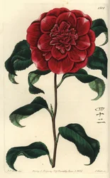 Camelia from Japan