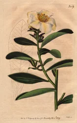 Camellia Penang, a White Flower Tinted with Yellowish Tinge
