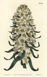 Pyrenean bellflower, Campanula speciosa (Long-spiked bellflower, Campanula thyrsoidea)