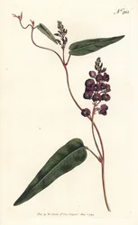Caulinia bimaculata (Purple glycine, Glycine bimaculata). Illustration by Sydenham Edwards from William Curtis