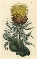 Giant Knapweed