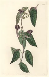 Ceropegia elegant, native of India - Strong water by S. Watts from an illustration by Sarah Anne Drake, from the Botanical Register