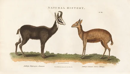 Chinese and Guinea Antelope