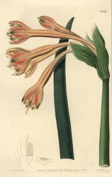 Tawny Coburgia