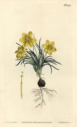 Clockflower from William Curtis