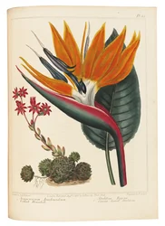 Cobweb Houseleek and Canna Leaved Strelitzia