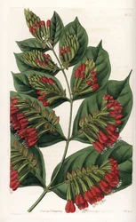 Combretum Variete, Red Flower Graphips - Engraved by S.Watts, from an illustration by Sarah Anne Drake, from the Botanical Register of Sydenham Edwards