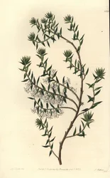 Common Heath