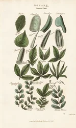 Compound Leaf Forms in Botanical Morphology