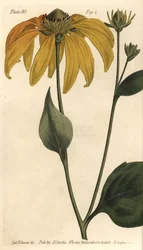 Coneflower or black-eyed Susan, Rudbeckia hirta, Polygamia frustranea. Hand-coloured copperplate engraving by F. Sansom after a botanical illustration by Sydenham Edwards for William Curtis