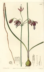 Coral Drops, Bessera Elegans. Handcoloured Copperplate Engraving by S. Watts after an Illustration by William Herbert from Sydenham Edwards