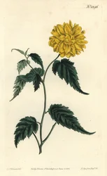 Corete du Japon
