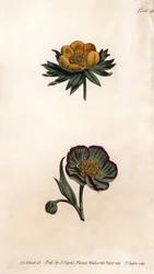 Corolla of winter eranth (or helleborine or winter aconit) and hellebore fetide. Coloured copper engraving, illustration by Sydenham Edwards for Conferences of Botanical, Botanical Garden of Lambeth, England