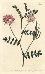 Purple Crown Vetch from William Curtis