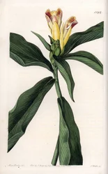 Costus variety