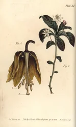 Crown imperial flower, Fritillaria imperialis, Haustrria