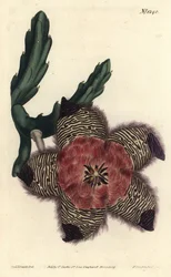 Cushioned Stapelia