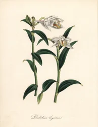 Long-horned dendrobium orchid, Dendrobium longicornu. Copied from Sydenham Edwards