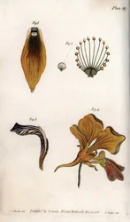 Detailed description of the stem and crown of the fritillary. Coloured copper engraving, illustration by Sydenham Edwards for Conferences of Botanical, Botanical Garden of Lambeth, England
