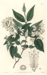 Deutzia Rude, Native of Japan