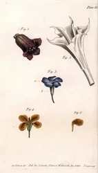 Different Corollas from Botanical Conferences, Lambeth Botanical Garden