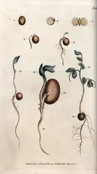 Different germination stages of pea seed and common bean. Coloured copper engraving, illustration by Sydenham Edwards (1768-1819) for Conferences of Botanical, Botanical Garden of Lambeth (England)