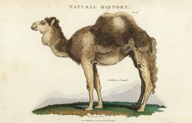 Arabian, dromedary or one-humped camel, Camelus dromedarius. Handcoloured copperplate engraving after Sydenham Edwards from John Mason Good