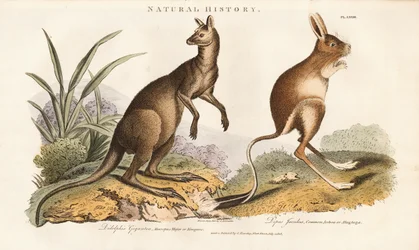 Eastern Grey Kangaroo and Jerboa