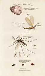 Economically Important Insects: Cochineal, Mosquito and Ladybird