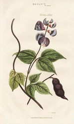Egyptian Hyacinth Bean