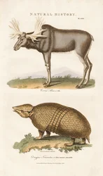 Elk and Three-banded Armadillo