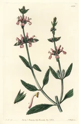 White-Stemmed Stachys