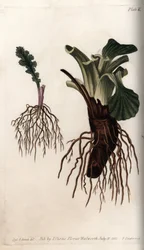 Fibrous Roots of Common Senecon and Large Plantain