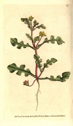 Jagged-leaved Fig Marigold