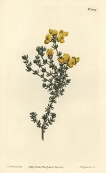 Fleshy-leaved aspalathus, Aspalathus carnosa