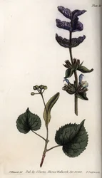 Floral Leaves and Violet Bouquet of Green Sage and Linden Trees