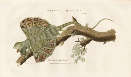 Flying Dragon on a Branch